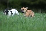 BOULEDOGUE FRANCAIS 1004